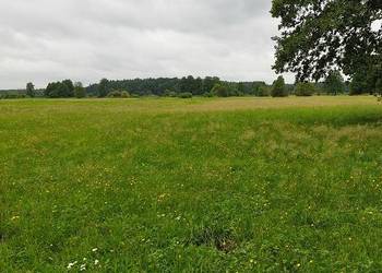Syndyk sprzeda - Ponikiew Duża