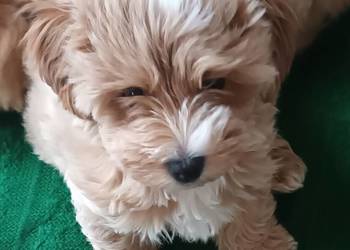 Sprzedam pieski rasy maltipoo z metryka, czip,zaszczepione