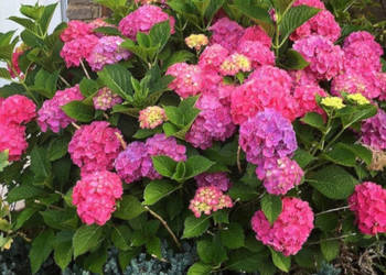 HORTENSJA GLOWING EMBERS - sadzonki w doniczkach