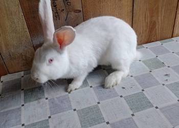 Samica mieszaniec zakocona