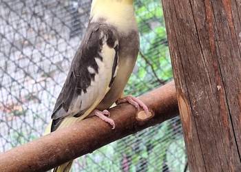 Nimfy, młode szeki z 2025roku