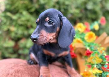Piękny piesek jamnik miniaturowy czarny podpalany z rodowodem