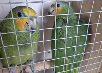 Amazonka venezuelska samiec młody