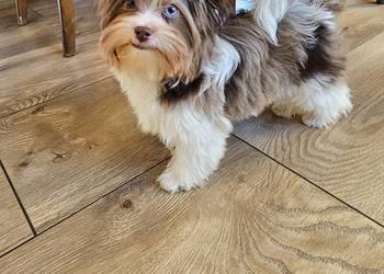 Yorkshire terrier-York Chocoberry