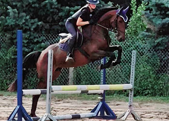 Młoda klacz z potencjałem, czyste RTG, top pochodzenie