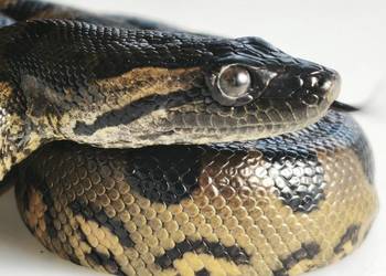 anakonda zielona – młody osobnik, samica