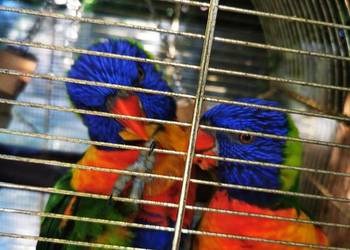 Lorysa Tęczowa dorosła para