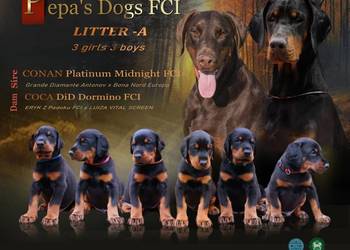Doberman FCI