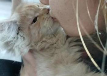 Maine Coon odbiór już na majówkę ostanie 3 kocurki