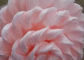 Kwiaty do dużej Palmy