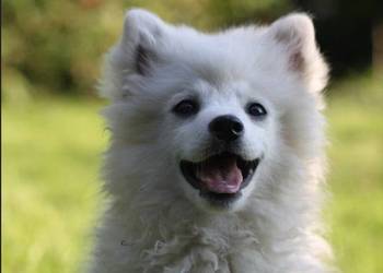 Cudny Szpic niemiecki