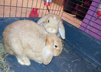 Króliki rasowe karzełki