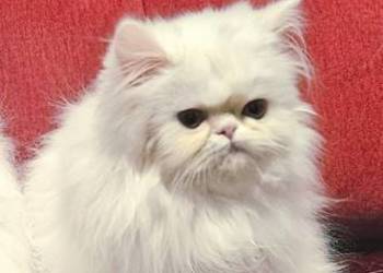 Śliczne kocurki Perskie , Koty Perskie