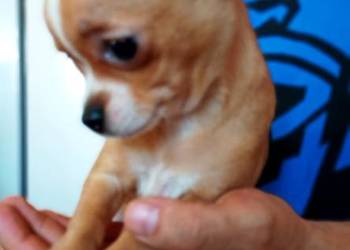 Chihuahua suczka bezowa