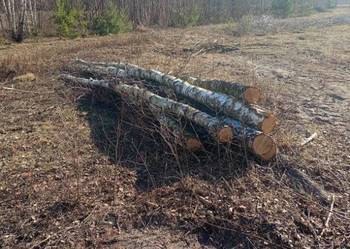 drewno brzoza opałowa dowóz