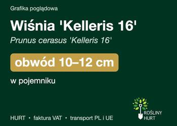 Wiśnia 'Kelleris 16' obwód 10-12 cm, w pojemniku – HURT