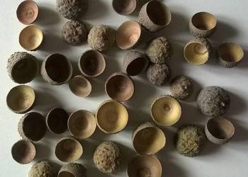 Żołędzie naturalne kapelusze susz 100 sztuk