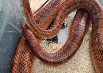 Waz zborzowy dorosla piekna samica