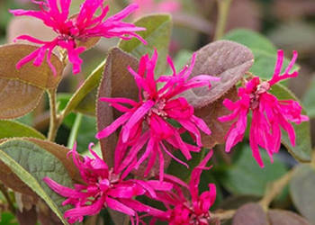 LOROPETALUM CHIŃSKIE Daybreak's Flame - sadzonki w doniczkach