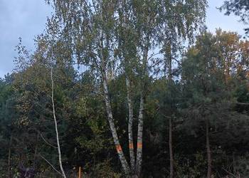 Zlecę wycinkę drzew 6 szt