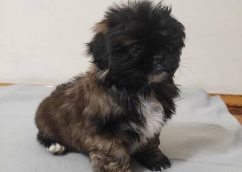 Szczeniaki Pekińczyka