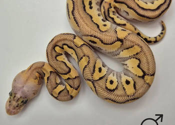 Pyton królewski Super Pastel Spotnose Mojave Clown - samiec