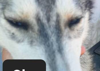 Syberiany husky mlode