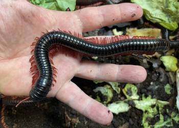 wij z Wietnamu (Remulopygus brevispinus /Balustreptus fasciatus)