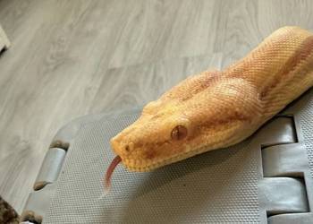 Boa Imperator Sunglow Kahl