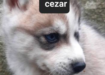 Szczeniaki syberiany husky