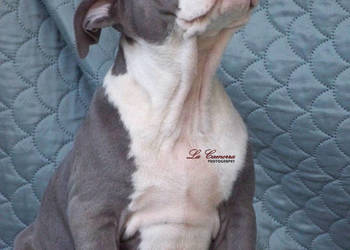 American Staffordshire Terrier Amstaff