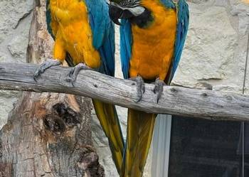 Ara Ararauna legowa para