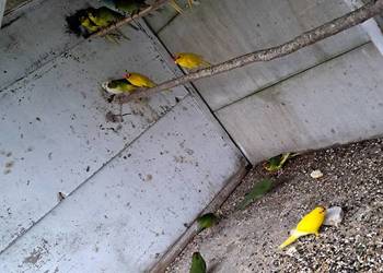 Modrolotki, Papugi Kozie, Kozy