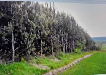 Działka rolna zalesiona