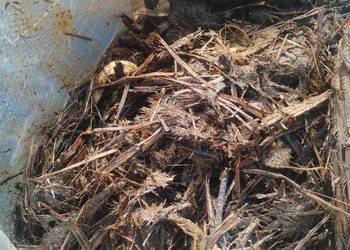 Obornik koński w workach