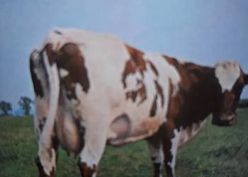 Klasyka psychodelicznego rocka PINK FLOYD- Atom Heart Mother