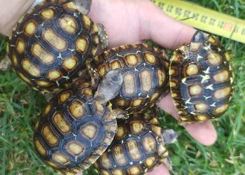 Żółw lądowy, żółw zawiasowy Kinixys belliana domowa hodowla