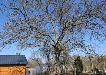 Sprzedam dwa drzewa orzech włoski do ścięcia samemu zdrowe Gliwice