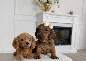 Piękne Jamniczki miniaturki rude,czekoladowe suczki