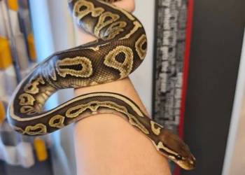 Python królewski