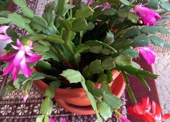 Grudnik  roślina wieloletnia kwitnąca - 1 kwitnienie