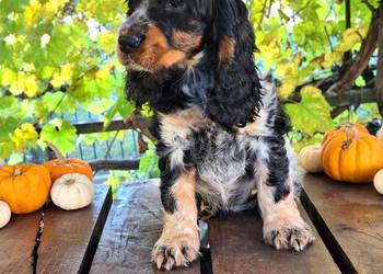 Cocker spaniel angielski