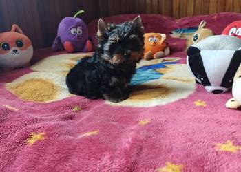 Szczeniak Yorkshire Terrier Gotowy do odbioru
