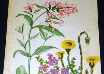 Zioła w gospodarstwie domowym - Janina Obidzińska