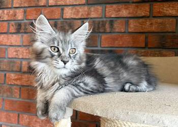 Maine Coon - Kotka Mia