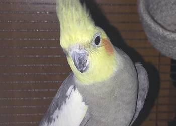 PILNIE DO SPRZEDANIA PAPUGI NIMFY