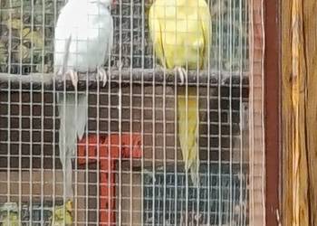 Sprzedam parę aleksandretów