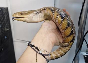 Scynk Olbrzymi Tiliqwa scynkowa Tiliqwa Gigas