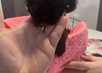 Pudel miniatura sunia