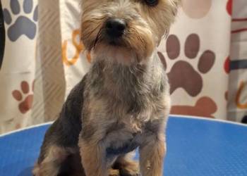 Yorkshire  terrier